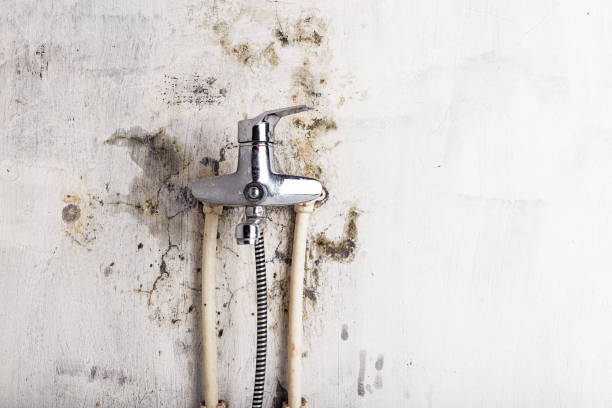Best Fast Mold Removal  in Hanover, MN