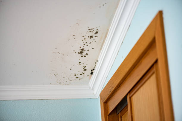 Best Office Mold Removal Services  in Hanover, MN