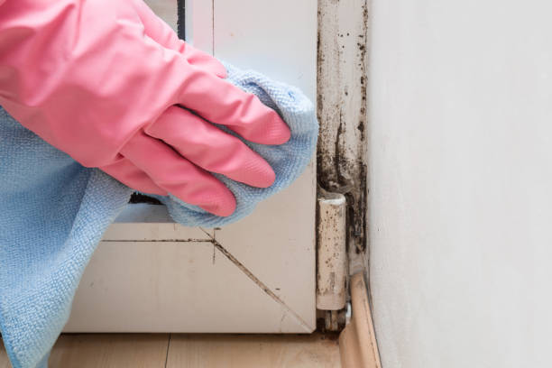 Best Mold Testing  in Hanover, MN